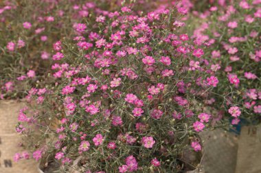 Çocuk odasındaki çikila freskleri satılık. Nakit ürünler. Bitkisel ilaçlar için süs eşyası. Öksürük ve bronşit gibi solunum hastalıklarının tedavisi