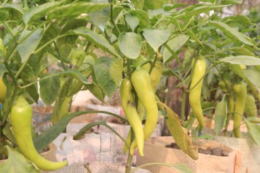Banana pepper on tree in farm for sell are cash crops. have vitamin C, controlling blood pressure. Just one cup of banana pepper includes nearly half your recommended daily value of vitamin B6 clipart
