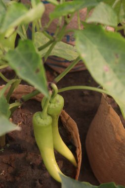 Banana pepper on tree in farm for sell are cash crops. have vitamin C, controlling blood pressure. Just one cup of banana pepper includes nearly half your recommended daily value of vitamin B6 clipart