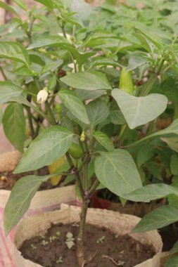 Çiftlikteki ağaçta satılık muz biberi nakit mahsuldür. C vitamini al, kan basıncını kontrol et. Sadece bir bardak muz biberi önerdiğiniz günlük B6 vitamininin neredeyse yarısını içeriyor.