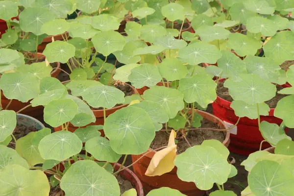 Garden Nasturtium flower plant on nursery for sell are cash crops. have vitamin C, treat colds. flowers are delicious, edible. It is certainly worth growing nasturtium at home