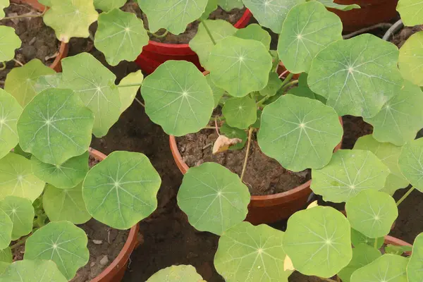Garden Nasturtium flower plant on nursery for sell are cash crops. have vitamin C, treat colds. flowers are delicious, edible. It is certainly worth growing nasturtium at home