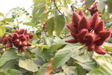 achiote on tree for harvest are cash crops.for synthetic dyes in food.treat of diabetes,burns,fever,diarrhea,skin infections.rich in derivatives of carotenoids,terpenoids,tocotrienols,flavonoids clipart