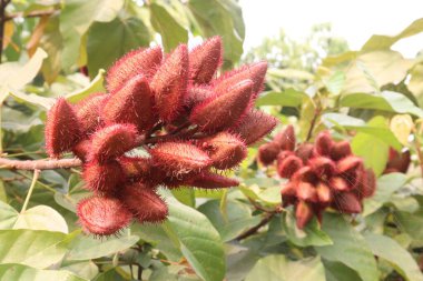 Hasat için ağaçtaki fındıklar nakit mahsullerdir. Yiyeceklerdeki sentetik boyalar için. Diyabet, yanık, ateş, ishal, deri enfeksiyonları tedavisi. Karotenoid, terpenoid, tocotrienol, flavonoid türevleri açısından zengin.