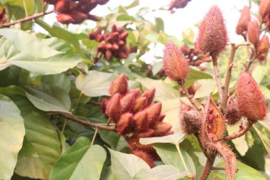 achiote on tree for harvest are cash crops.for synthetic dyes in food.treat of diabetes,burns,fever,diarrhea,skin infections.rich in derivatives of carotenoids,terpenoids,tocotrienols,flavonoids clipart