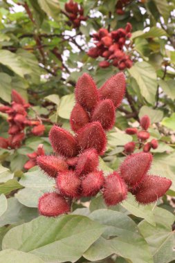 Hasat için ağaçtaki fındıklar nakit mahsullerdir. Yiyeceklerdeki sentetik boyalar için. Diyabet, yanık, ateş, ishal, deri enfeksiyonları tedavisi. Karotenoid, terpenoid, tocotrienol, flavonoid türevleri açısından zengin.