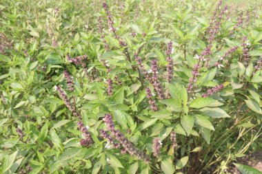 Hasat için çiftlikteki fesleğenler nakit mahsulleridir. Kansere karşı yardım, diyabet, bakteriyel büyüme, eklem iltihabı, stres. Şişliği azaltır, bağışıklık sistemini güçlendirir ve kalp sağlığını iyileştirir.