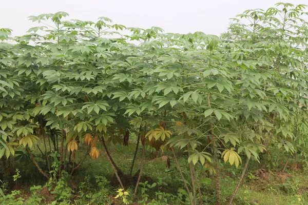 stock image cassava plant on farm for harvest are cash crops, is a calorie rich vegetable that contains plenty of carbohydrates, key vitamins, minerals. have vitamin C, thiamine, riboflavin, niacin, protein.