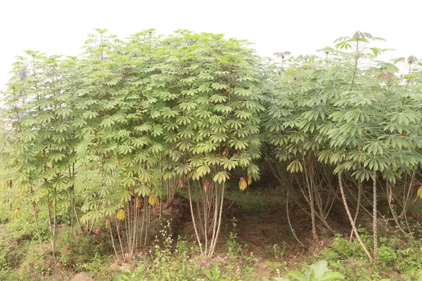 Stock image cassava plant on farm for harvest are cash crops, is a calorie rich vegetable that contains plenty of carbohydrates, key vitamins, minerals. have vitamin C, thiamine, riboflavin, niacin, protein.