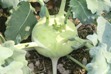 Hasat için çiftlikte bulunan Kohlrabi, ayrıca şalgam ya da şalgam lahanası olarak da adlandırılan, lahana, brokoli ve karnabaharla aynı türden bir tarladır.