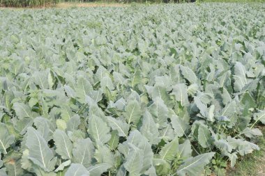 Hasat için çiftlikte bulunan Kohlrabi, ayrıca şalgam ya da şalgam lahanası olarak da adlandırılan, lahana, brokoli ve karnabaharla aynı türden bir tarladır.