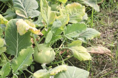 Hasat için çiftlikte bulunan Kohlrabi, ayrıca şalgam ya da şalgam lahanası olarak da adlandırılan, lahana, brokoli ve karnabaharla aynı türden bir tarladır.