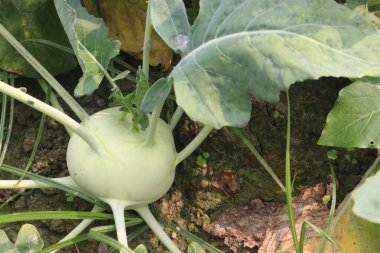 Hasat için çiftlikte bulunan Kohlrabi, ayrıca şalgam ya da şalgam lahanası olarak da adlandırılan, lahana, brokoli ve karnabaharla aynı türden bir tarladır.