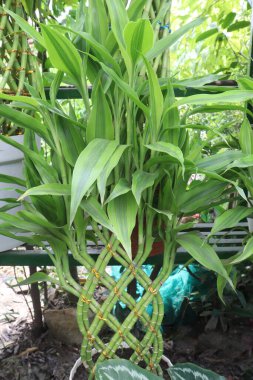 Şanslı Bambu Örülmüş Kule çocuk odasında satılık nakit mahsuller var. Ayrıca Dracaena Sanderiana olarak da bilinir. Çoğu suda yetişir ama toprakta çabalayabilirler.