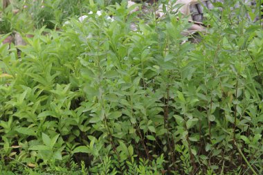 Lawsonia inermis plant on farm for sell are cash crops. have anti-inflammatory, hepatoprotective and hypoglycemic properties. have antibacterial, antifungal, immunostimulatory, antioxidant, cytotoxic clipart