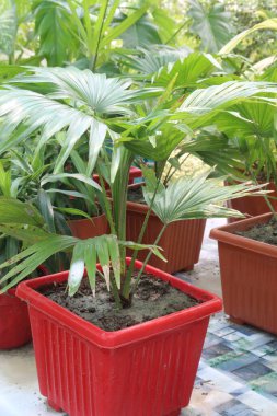 Çiftlikteki saribus rotundifolius bitkisi satılık nakit mahsuller. Yapraklar çatıları temizlemek ve yiyecekleri sarmak için kullanılır.