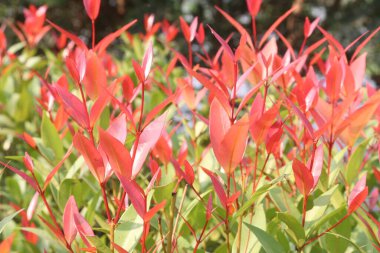 Leucothoe axillaris Küçük Alevler, alttaki parlak yeşil yapraklardan göze çarpan ateşli kırmızı filizler üretir. Beyaz bahar çiçekleri zarif yarışlarda taşınır.