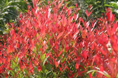 Leucothoe axillaris Little Flames produces fiery crimson new shoots that stand out from the mature glossy green foliage beneath. The white spring flowers are carried in dainty racemes clipart