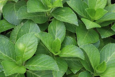 fidanlıktaki ortanca makrofilla bitkisi satılık. Nakit ürünler. İdrar yolu sorunları için kullanılır. Mesane, üretra, prostat, genişlemiş prostat, böbrek taşı, ateş gibi.