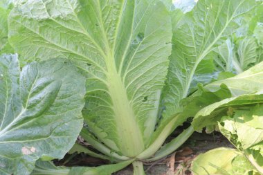 Lettuce plant on farm for sell are cash crops. is a source of vitamin K, which helps strengthen bones, reduce your risk of bone fracture clipart