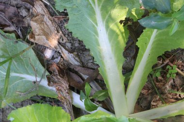 Çiftlikteki marul fabrikası nakit mahsulü. K vitamini kaynağıdır. Kemikleri güçlendirir, kemik kırılma riskini azaltır.