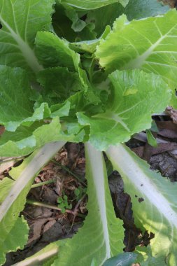 Çiftlikteki marul fabrikası nakit mahsulü. K vitamini kaynağıdır. Kemikleri güçlendirir, kemik kırılma riskini azaltır.