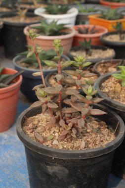 Kreşteki Lenophyllum Pictorial fabrikası satılık nakit ürünleri. Çiçekler Crassulaceae ailesine aittir. Bu bitki California, New Mexico 'nun ovalarına özgüdür.