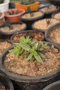 Kreşteki Lenophyllum Pictorial fabrikası satılık nakit ürünleri. Çiçekler Crassulaceae ailesine aittir. Bu bitki California, New Mexico 'nun ovalarına özgüdür.