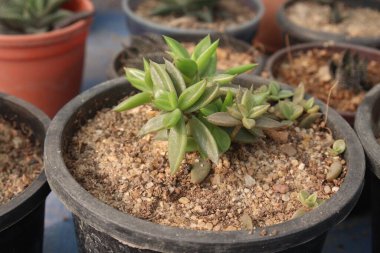 Kreşteki Lenophyllum Pictorial fabrikası satılık nakit ürünleri. Çiçekler Crassulaceae ailesine aittir. Bu bitki California, New Mexico 'nun ovalarına özgüdür.