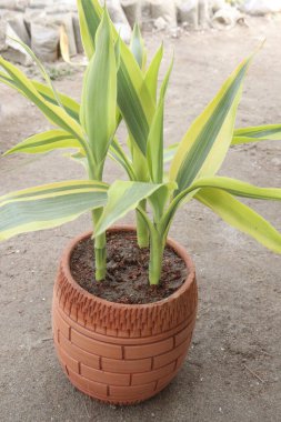 Lucky Bamboo Braided Tower plant on pot in nursery for sell are cash crops. also called Dracaena sanderiana. Most are grown in water but can strive in the soil clipart
