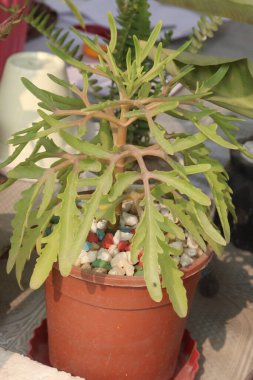 Kalanchoe laciniata plant on nursery for sell are cash crops. used to treat inflammation, microbial infection, pain, respiratory diseases, gastritis, ulcers, diabetes and cancer tumors clipart