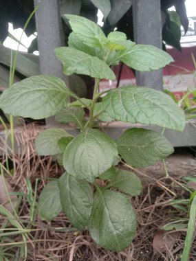 IFA Santralleri aşağıdaki kategoriler dahilinde geniş bir ürün yelpazesini ve çeşitli üretim sistemlerini kapsamaktadır. Meyve, sebze, çiçek, süs, mahsul, çay