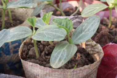 Çiftlikte hasat için toplanan Luffa ağacı tohumu nakit mahsulüdür. Kabak, kabak, kabak, kabak (