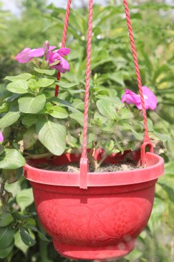 Madagaskar menekşeli çiçek fidanlığı satışı nakit mahsuldür. Diyabet, kanser, boğaz ağrısı, öksürük, böcek ısırığı ve daha pek çok şey için kullanılır.