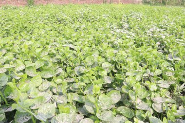 Çiftlikteki Malabar ıspanağı nakit ürünleridir.Kalsiyum, A vitamini, magnezyum, protein, bol miktarda fosfor, potasyum yanı sıra B kompleksi vitaminler, B6 vitamini de vardır.