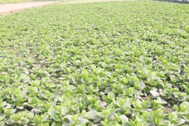 Malabar spinach on farm for harvesting are cash crops.have iron besides calcium, Vitamin A, magnesium, protein, ample amounts, phosphorus, potassium besides, B complex vitamins, Vitamin B6 clipart