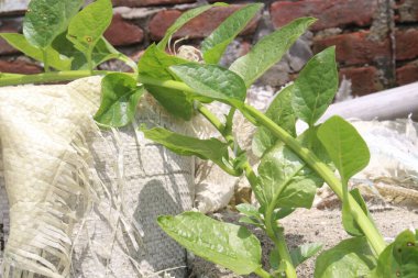Malabar spinach on farm for harvesting are cash crops.have iron besides calcium, Vitamin A, magnesium, protein, ample amounts, phosphorus, potassium besides, B complex vitamins, Vitamin B6 clipart