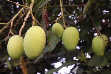Çiftlikteki ağaçta satılan mangolar nakit mahsullerdir. Yapraklar polifenol, terpenoidler, antioksidan, antiinflamatuar özellikler, bakterileri, obeziteyi, diyabeti, kalp hastalığını ve kanseri tedavi eder.