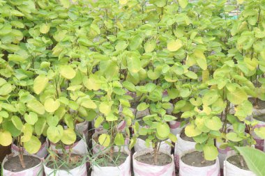 Çocuk odasındaki Mangkokan Nothopanax scutellarium merr fabrikası satılıktır. Hastalıkların tedavisi, göğüs iltihabı, şişkinlik, saç dökülmesi, ateş, baş ağrısı ve kabızlık için kullanılır.