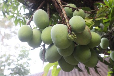 Çiftlikteki ağaçta satılan mangolar nakit mahsullerdir. Yapraklar polifenol, terpenoidler, antioksidan, antiinflamatuar özellikler, bakterileri, obeziteyi, diyabeti, kalp hastalığını ve kanseri tedavi eder.