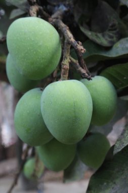 Çiftlikteki ağaçta satılan mangolar nakit mahsullerdir. Yapraklar polifenol, terpenoidler, antioksidan, antiinflamatuar özellikler, bakterileri, obeziteyi, diyabeti, kalp hastalığını ve kanseri tedavi eder.