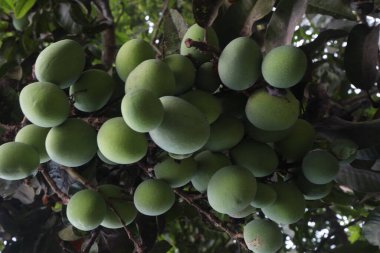 Çiftlikteki ağaçta satılan mangolar nakit mahsullerdir. Yapraklar polifenol, terpenoidler, antioksidan, antiinflamatuar özellikler, bakterileri, obeziteyi, diyabeti, kalp hastalığını ve kanseri tedavi eder.