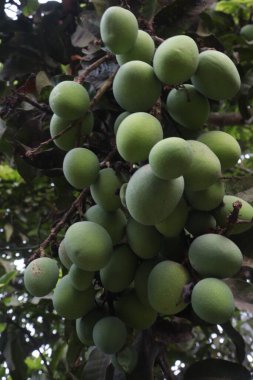 Çiftlikteki ağaçta satılan mangolar nakit mahsullerdir. Yapraklar polifenol, terpenoidler, antioksidan, antiinflamatuar özellikler, bakterileri, obeziteyi, diyabeti, kalp hastalığını ve kanseri tedavi eder.
