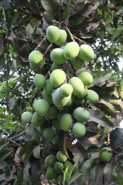 Mango on tree in farm for sell are cash crops. leaves contain polyphenols, terpenoids, antioxidant, anti inflammatory properties, treat bacteria, obesity, diabetes, heart disease, and cancer clipart