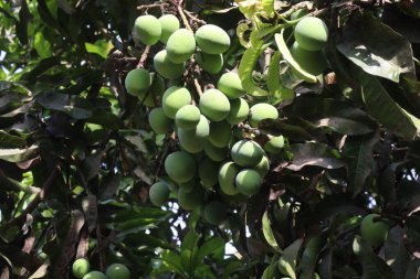 Çiftlikteki ağaçta satılan mangolar nakit mahsullerdir. Yapraklar polifenol, terpenoidler, antioksidan, antiinflamatuar özellikler, bakterileri, obeziteyi, diyabeti, kalp hastalığını ve kanseri tedavi eder.