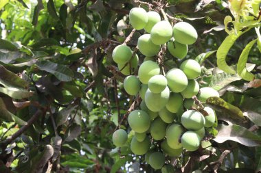 Mango on tree in farm for sell are cash crops. leaves contain polyphenols, terpenoids, antioxidant, anti inflammatory properties, treat bacteria, obesity, diabetes, heart disease, and cancer clipart