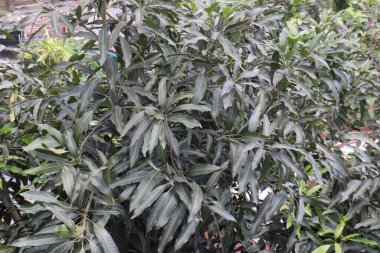 Mango plant on farm for harvest are cash crops. leaves contain polyphenols, terpenoids, antioxidant, anti inflammatory properties, treat bacteria, obesity, diabetes, heart disease, and cancer clipart