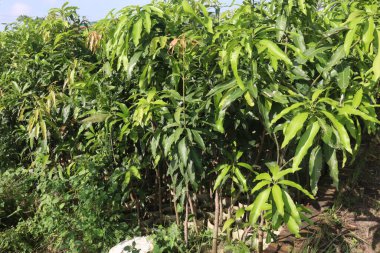 Mango plant on farm for harvest are cash crops. leaves contain polyphenols, terpenoids, antioxidant, anti inflammatory properties, treat bacteria, obesity, diabetes, heart disease, and cancer clipart