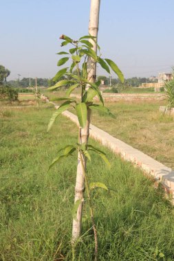 Çiftlikteki mango ekinleri nakit mahsulüdür. Yapraklar polifenol, terpenoidler, antioksidan, antiinflamatuar özellikler, bakterileri, obeziteyi, diyabeti, kalp hastalığını ve kanseri tedavi eder.