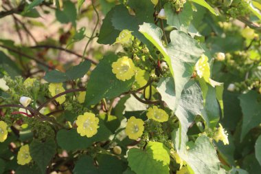 Merremia hederacea fabrikası sahada. Akut bademcik iltihabı tedavisinde kullanılır. Bu bitkinin yaprakları kol ve ayaklardaki kırıkları iyileştirmek için kullanılır.